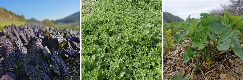 여수 돌산 홍갓·거문도 해풍쑥·섬 방풍, 국제슬로푸드 ‘맛의 방주’ 등재