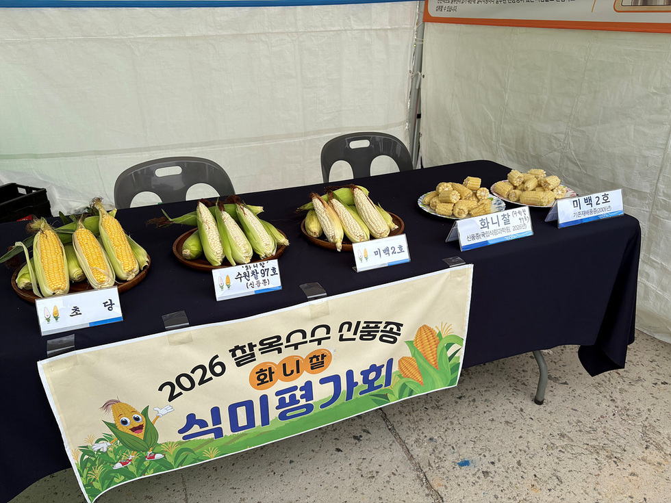 여수시, 신품종 옥수수 '화니찰(수원찰97호)' 시민 입맛 사로잡았다