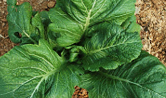 여수 돌산갓 제1호