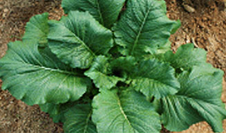 여수 돌산갓 제2호