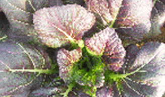 여수 돌산갓 제7호