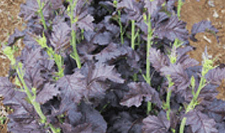 여수 돌산갓 제8호