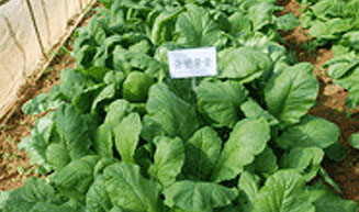 여수 돌산갓 제9호