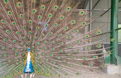 공작새가 꼬리를 활짝 펴고 있는 모습