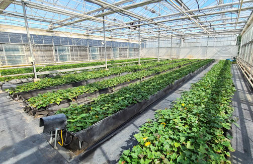 증식온실 안에 식물들이 나란히 배양하는 모습