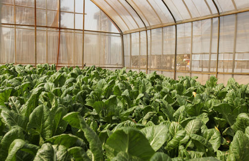 비닐하우스 안에 돌산갓이 자라고 있는 모습