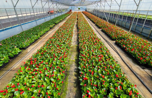 꾳육모하우스 안에 꽃들이 자라고 있는 모습