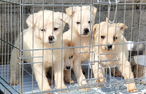 강아지 세마리가 철장 안에 있는 모습