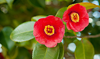 빨간색 동백꽃 두개가 활짝 핀 모습