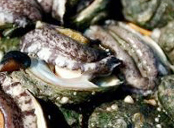 싱싱한 개도마을참전복