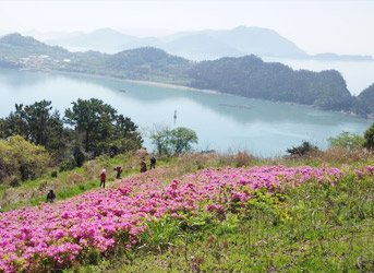 진달래가 가득 핀 상화도 전경으로 관광객들이 진달래를 구경하고 있는 모습