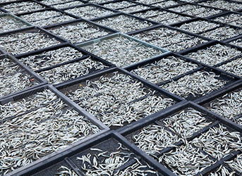 네모난 판에 담긴 멸치를 건조하고 있는 모습