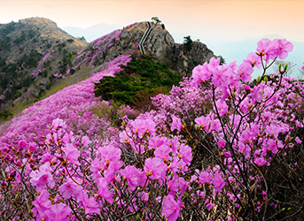 영취산 중턱에 가득피어있는 분홍빛 진달래 모습