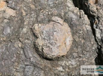 공룡발자국모양의 화석