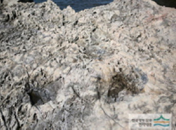 나란히 두개찍혀있는 공룡발자국