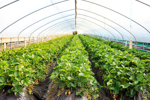 비닐하우스 안에  딸기가 심어져 있는 모습