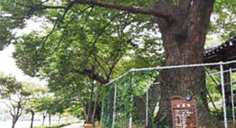 오림동 보호수