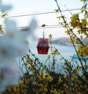케이블카 꽃에 묻히다. 