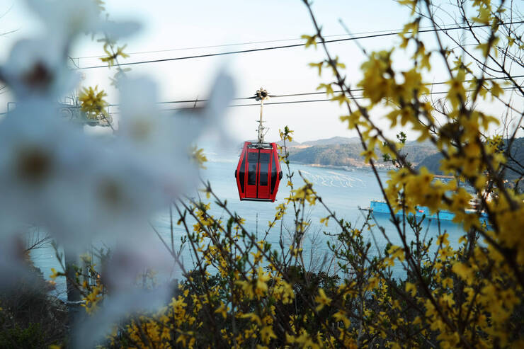 케이블카 꽃에 묻히다. 