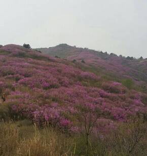 영취산 진달래