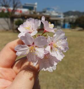 실습중 벚꽃놀2