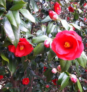 관광객을 반겨주는 오동도의 동백