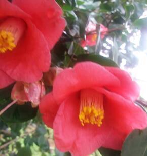 동백꽃의 아름다움