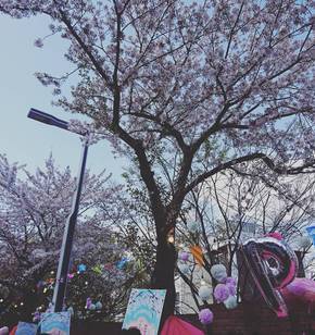 벚꽃소풍, 바람에 흩날리던 벚꽃