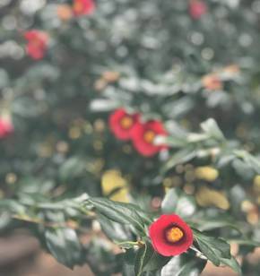 내년의 오동도의 동백을 기대하며..