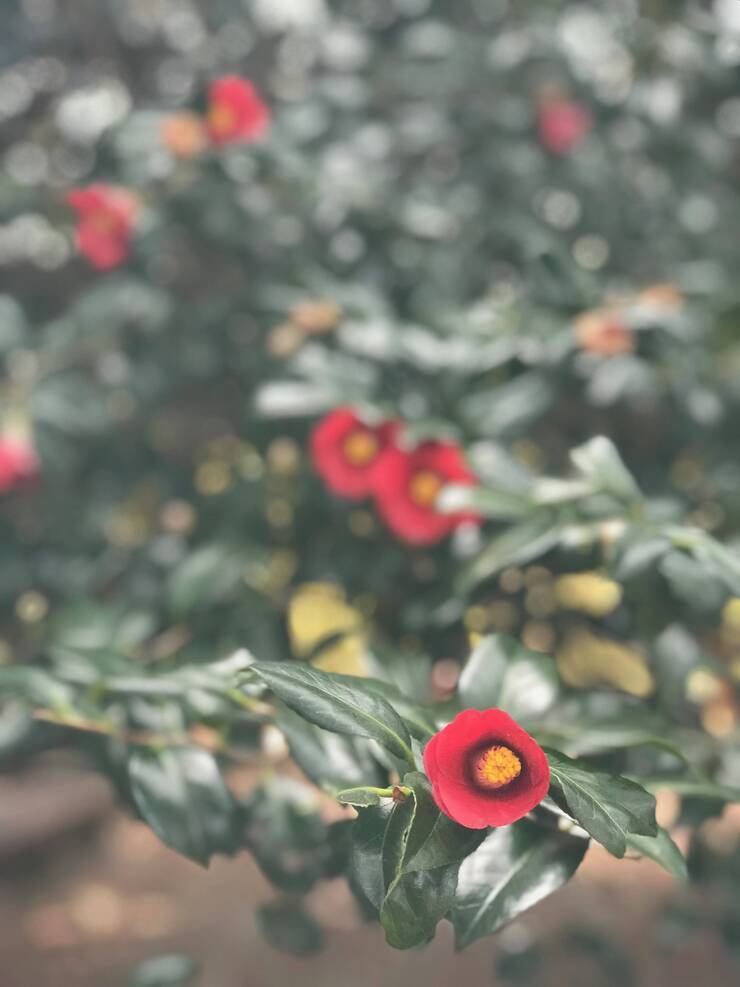 내년의 오동도의 동백을 기대하며..