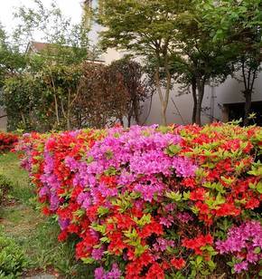 아파트 앞 철쭉의 화사함