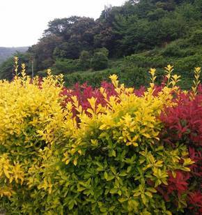 여수 금오도의 꽃 
