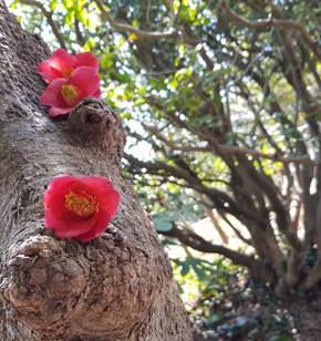 오동도의 붉은 동백꽃 역시나 예쁘네요.