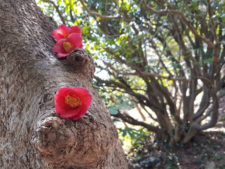 오동도의 붉은 동백꽃 역시나 예쁘네요.