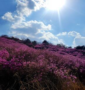 여수 영취산 진달래봄