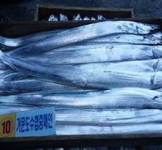 2018년 거문도백도 은빛바다체험행사