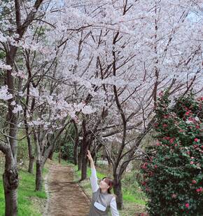여수의 숨은 벚꽃명소를 소개합니다.