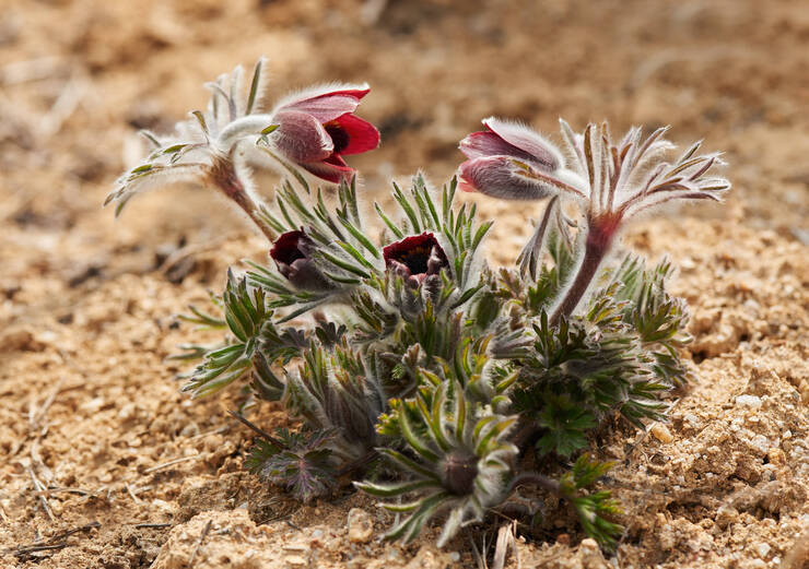 할망할망 마래산 할미꽃