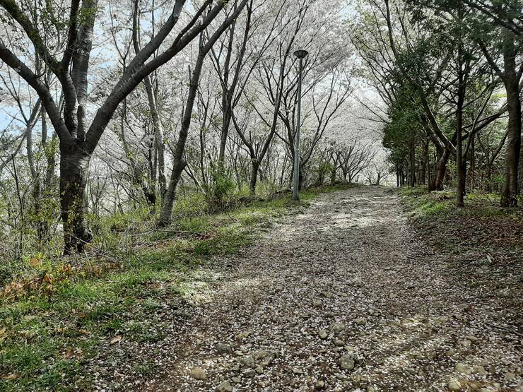 고락산 벚꽃길