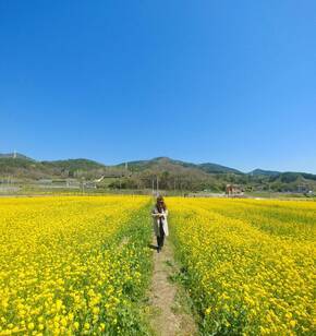 율촌 반월마을 유채물결속에서 힐링