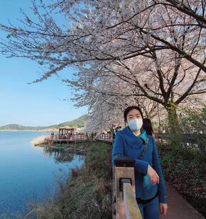 돌산 승월마을 벚꽃