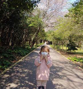 오동도 데크길 벚꽃♡