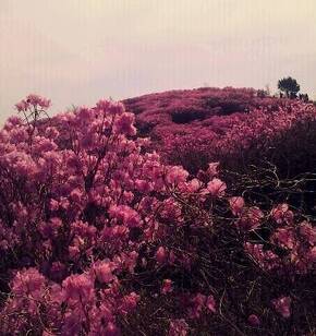 진달래 필 무렵, 여수 영취산에 다녀오다.