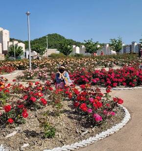 장미꽃 만개한 이순신공원
