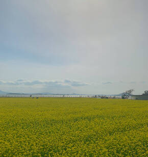 반월마을의 봄 풍경