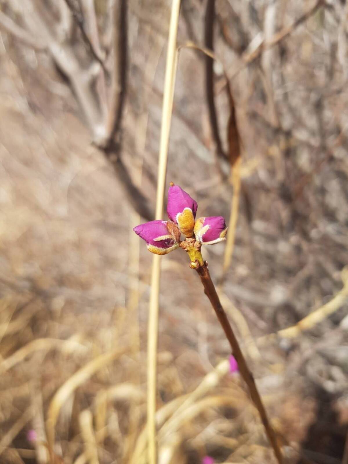 2022. 3. 16일자 진달래 개화현황