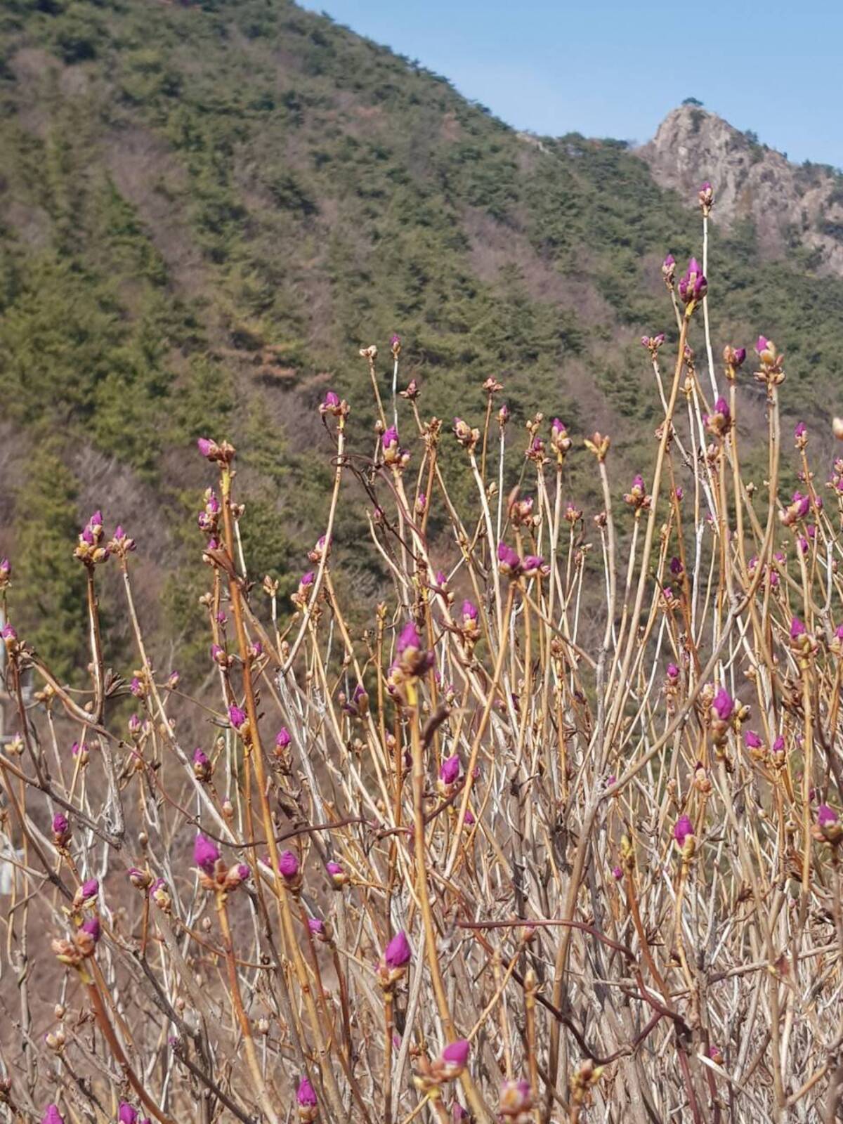 2022. 3. 16일자 진달래 개화현황