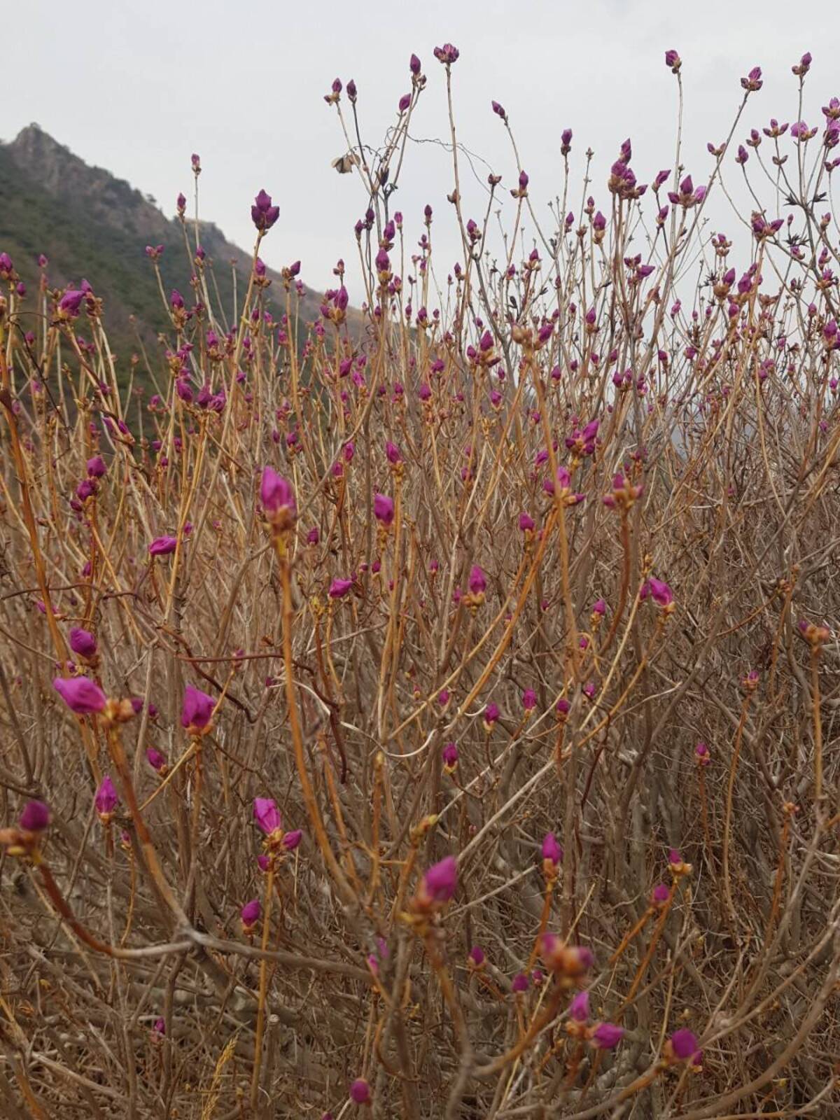 220320 진달래개화현황