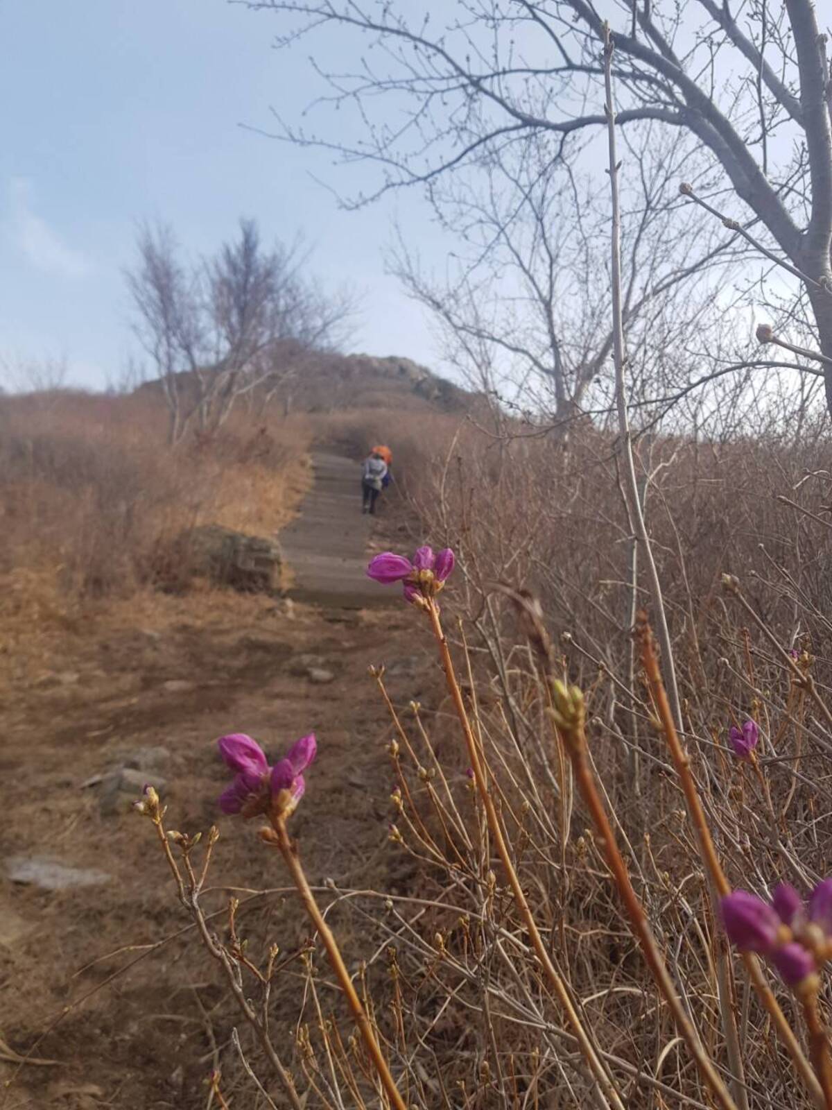2022. 3. 22. 영취산 개화현황