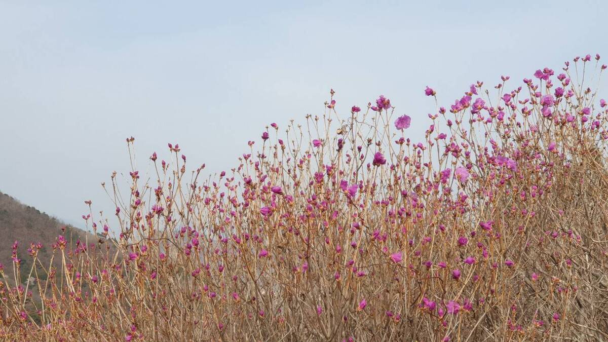 2022. 3. 22. 영취산 개화현황